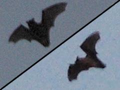 Bat